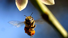 Zapylają rośliny i dają miód. Pszczoły obchodzą swoje święto