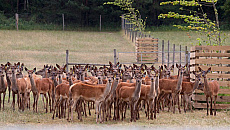 Prokuratura sprawdza, czy na fermie jeleniowatych w Kosewie doszło do zaniedbań