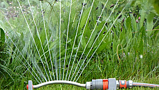 Mimo apeli o oszczędzanie wody mieszkańcy podlewają ogródki