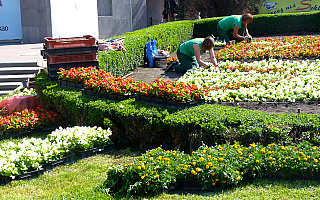 Kwiecista iluzja w Elblągu. Kilkadziesiąt tysięcy kwiatów ozdobi miejskie kwietniki