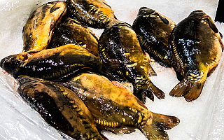 Technolog żywności: karpia wyróżnia spośród innych ryb duża zawartość kolagenu, jest też lekkostrawny