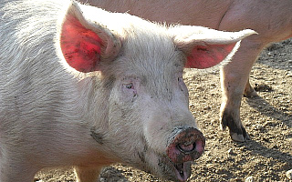 Ponad 30 świń wpadło do gnojowicy. Potrzebna była interwencja strażaków