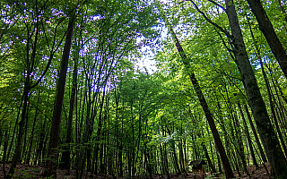 Leśnicy powiększyli rezerwat przyrody „Pióropusznikowy Jar”