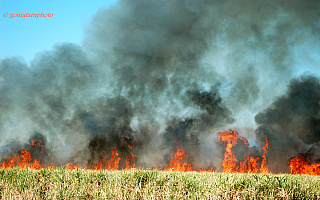 Potężne pożary zbóż i traw