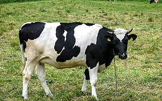 Agencja pomoże producentom mleka. Rolnicy mogą liczyć na dopłaty do zakupu krów