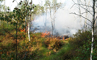 Zagrożenie pożarowe w lasach regionu. Wilgotność ściółki spadła poniżej 10 procent