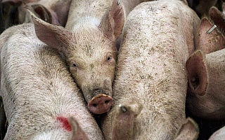 Protestują przeciwko świniarni, bo boją się smrodu i hałasu