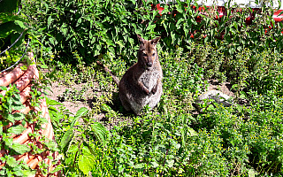 Schwytano kangura, który uciekł z mini zoo w Nikielkowie. Od wczesnej wiosny żył na wolności