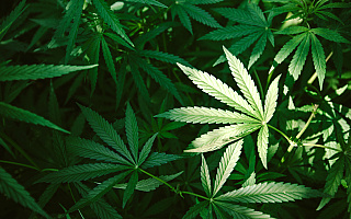 Policja zlikwidowała plantację marihuany. 27-latek może trafić na 3 lata do więzienia