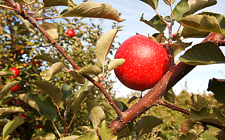 Uprawa owoców jest nieopłacalna: „za kilogram jabłek płacono nam 9 groszy”. W Ornecie spotkali się sadownicy i plantatorzy
