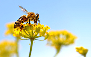 Ile gmin z Warmii i Mazur jest przyjaznych pszczołom?