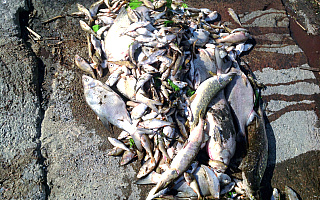 PZW o śniętych rybach w akwenach: ważna jest szybka reakcja