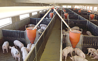Prawie 9,5 tysiąca świń do likwidacji. Kolejne ognisko ASF wykryto w powiecie kętrzyńskim