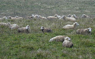 Hodowcy owiec dostaną psy pasterskie. Owczarki będą chronić stada przed wilkami