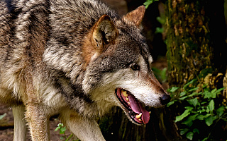 Wilki zagryzły psa na posesji koło Olsztyna. „Takie sytuacje będą częstsze”