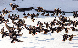 Od rana w Ełku trwa liczenie zimujących w mieście ptaków wodnych. Kolejna taka akcja 25 stycznia
