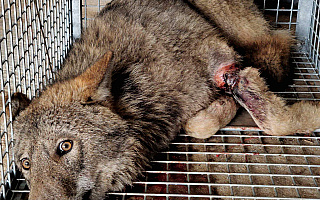 Niepewne losy wilka uratowanego z wnyków zastawionych przez kłusownika. Weterynarze nie wykluczają amputacji łapy
