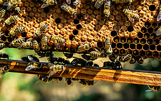 „Warroza demoluje nam ule”. Naukowcy i pszczelarze zjednoczyli się, żeby znaleźć sposób na chorobę atakującą pszczoły