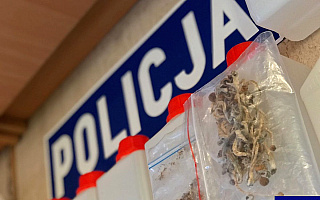 Marihuana, grzyby halucynogenne i substancja do produkcji „pigułek gwałtu”. Policja zatrzymała 43-latka z Olsztyna