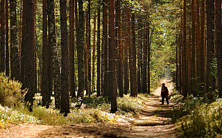 Piękna pogoda zachęca do spacerów. Co zrobić, aby nie zgubić się w lesie?