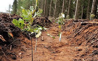 „Zasadź się na zdrowie” i przyłącz do sadzenia drzew. Akcja odbywa się w lasach całej Polski, także na Warmii i Mazurach