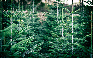 Nowa plantacja świątecznych drzewek w regionie. Hodowlę założyli leśnicy z Młynar