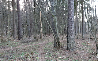 Olsztyński las miejski dalej dostępny dla odwiedzających. Sprawdź, gdzie możemy wybrać się na spacer