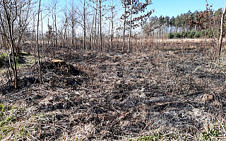 Celowe podpalenie czy przypadkowe zaprószenie ognia? Spaliło się 10 arów trawy w lesie koło Malborka