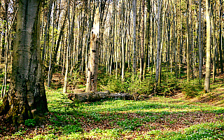Lasy zarządzane przez Nadleśnictwo Elbląg ominą wycinki