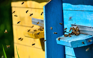 Pszczoły dobrze przezimowały, zaszkodzić im może ochłodzenie