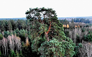 Ma ponad 300 lat i 40 metrów wysokości. Gruba Kaśka walczy o tytuł Drzewa Roku
