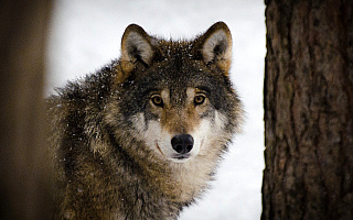 Coraz częściej wilki podchodzą bliżej domostw. W gminie Milejewo wataha zaatakowała psa