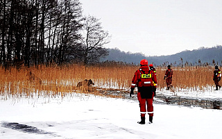 Ratownicy MOPR i strażacy ratowali łosie, pod którymi załamał się lód