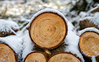 Leśnicy sprzedają drewno. Zachęcają niższymi cenami