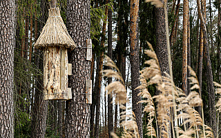 Nowe domy dla dzikich pszczół. W lesie pojawiły się barcie