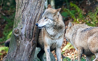 Czy to wilki atakują zwierzęta w okolicach Olsztyna? Kolejny pies został zagryziony