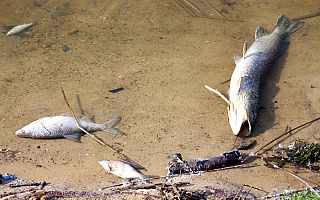 Martwe ryby w zbiorniku koło Olsztyna. Strażaków zaalarmowali świadkowie
