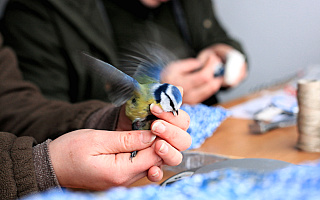 Trwa Akcja Karmnik. Ornitolodzy w całej Polsce znakują ptaki