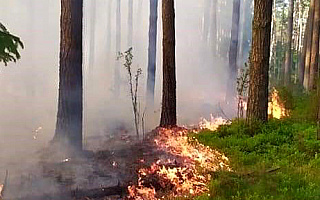 Niebezpieczna susza w lasach. Strażacy apelują o rozwagę i ostrożność
