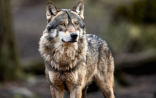 Ataki wilków coraz większym problemem rolników z regionu
