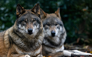 Szukają pomocy w walce z wilkami. Są sfrustrowani i bezsilni. Słuchaj Śliskiej Sprawy