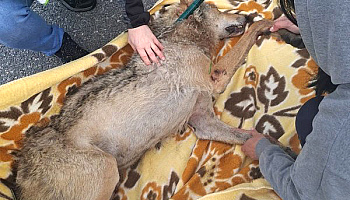 Policjanci pomogli ratować wilka potrąconego na S7