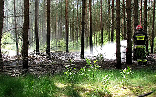 Spłonęło 30 arów lasu