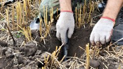 Poszukiwania na Polach Grunwaldu