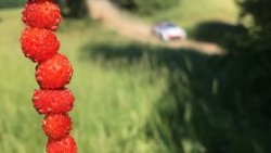 Rajd Polski Mikołajki 2021