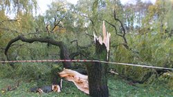 Skutki wichury nad Olsztynem (21.10.2021)