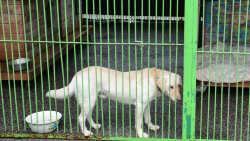 Zima z Pupilem - przekazanie darów schronisku w Iławie (24.11.2021)