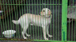 Zima z Pupilem - przekazanie darów schronisku w Iławie (24.11.2021)