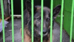 Zima z Pupilem - przekazanie darów schronisku w Iławie (24.11.2021)