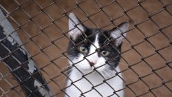 Zima z Pupilem - przekazanie darów schronisku w Iławie (24.11.2021)